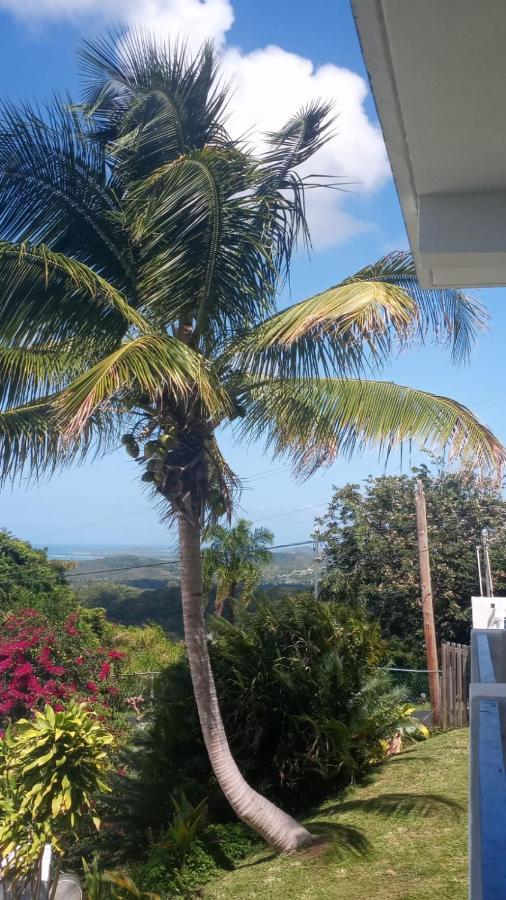 Million Dollar View In Puerto Rico Villa Luquillo Bagian luar foto